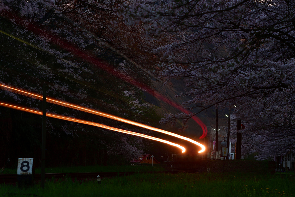 　　　宵　桜　帯　.　