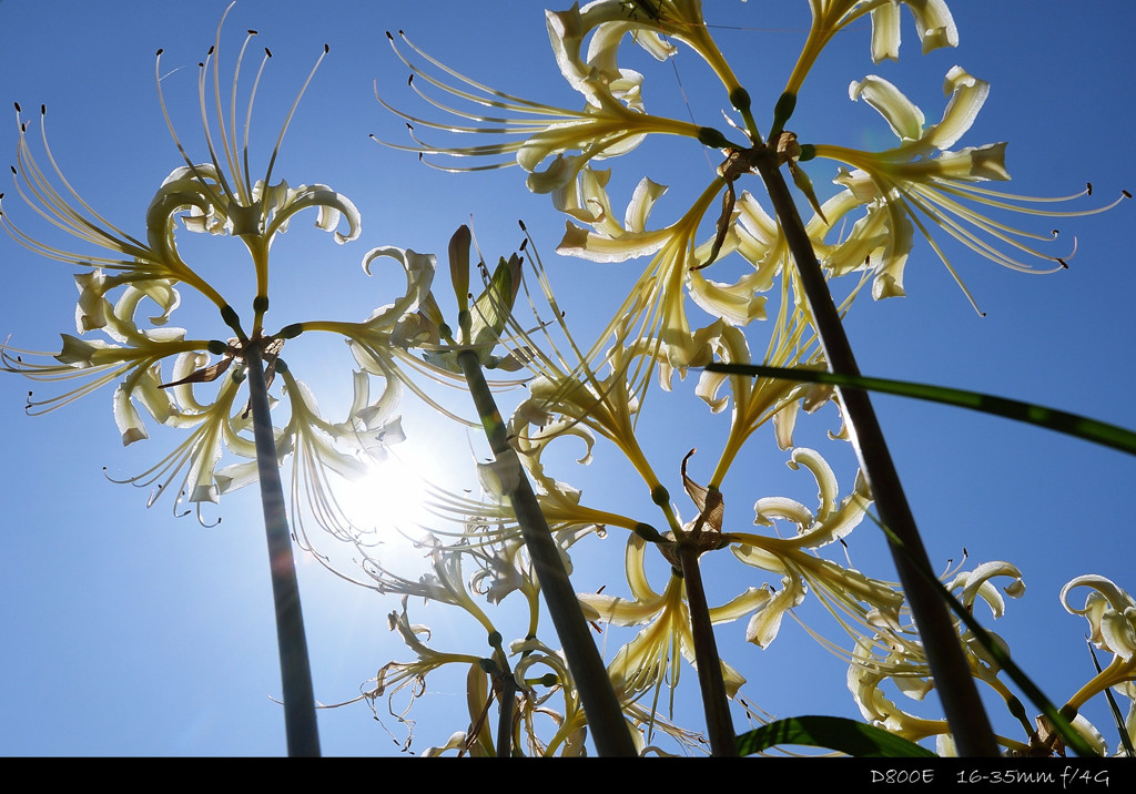 spider lily.K