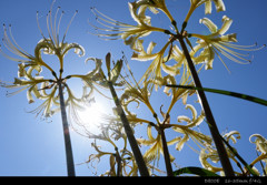 spider lily.K