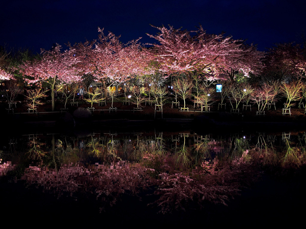 cherry of night .4