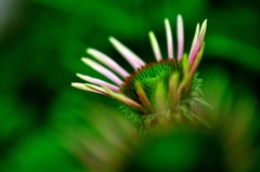 若芽