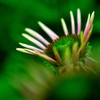 若芽