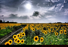 Sunflower.1