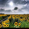 Sunflower.1