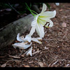 La fleur d'un lis .3
