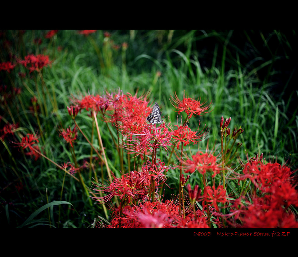 spider lily.N