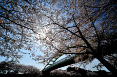 flower river.4