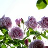 Rose color.2
