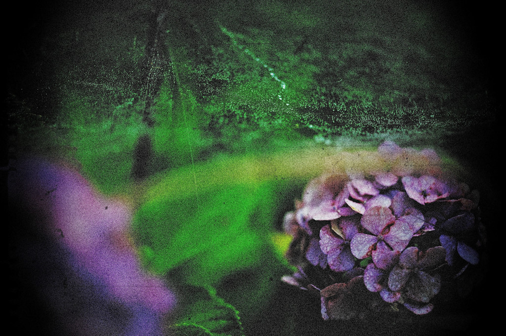 Hydrangea For galleries5