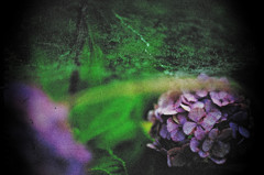 Hydrangea For galleries5