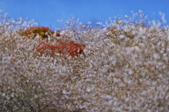  冬　桜　　.
