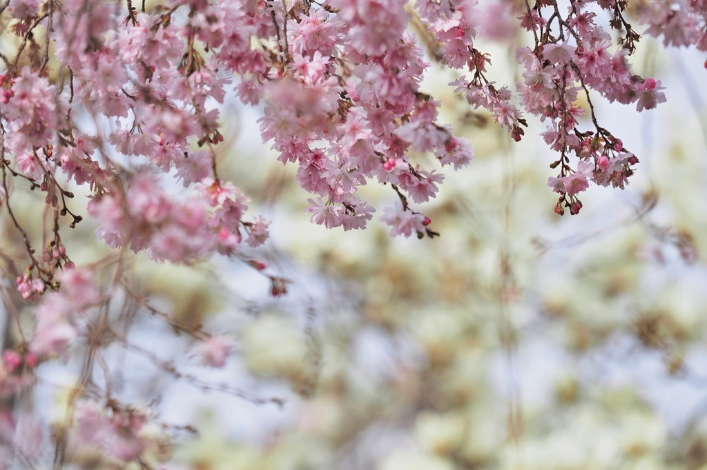 spring＋coat.