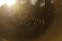 Twilight