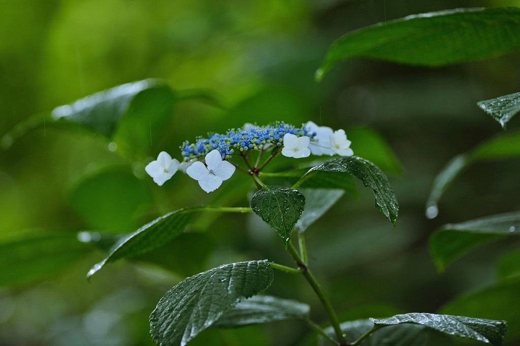 early summer.2