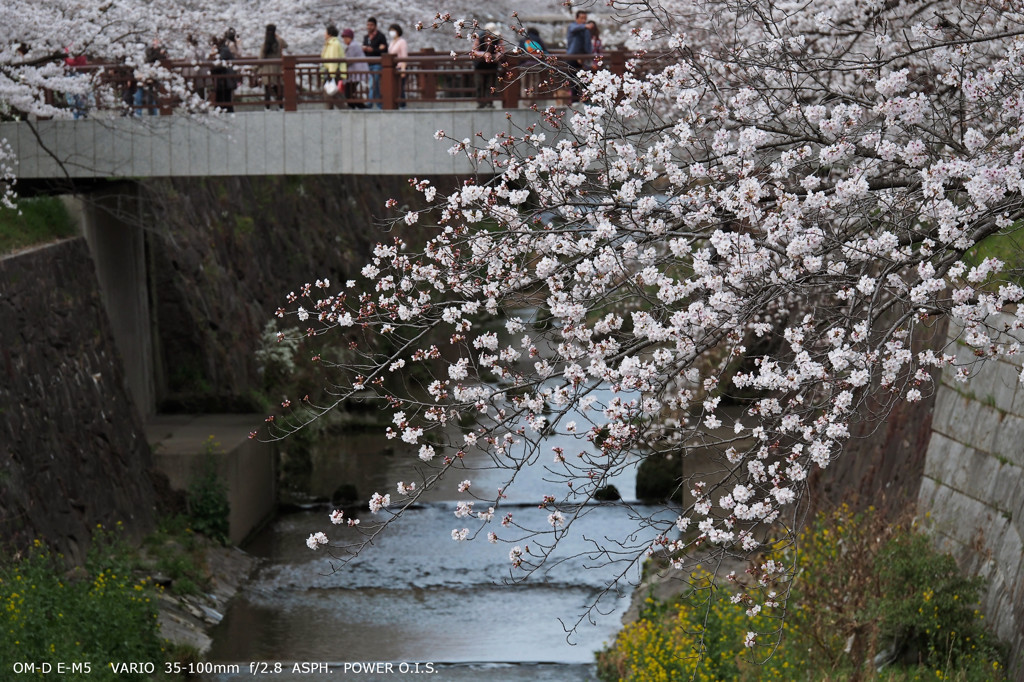 瑞穂区山崎川
