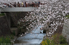 瑞穂区山崎川