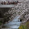 瑞穂区山崎川