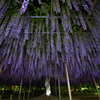   sexual violet .2