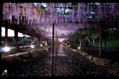 wisteria