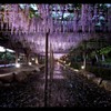 wisteria