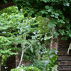 un jardin des fleurs.7
