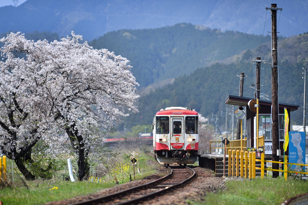 　櫻　旅　　.