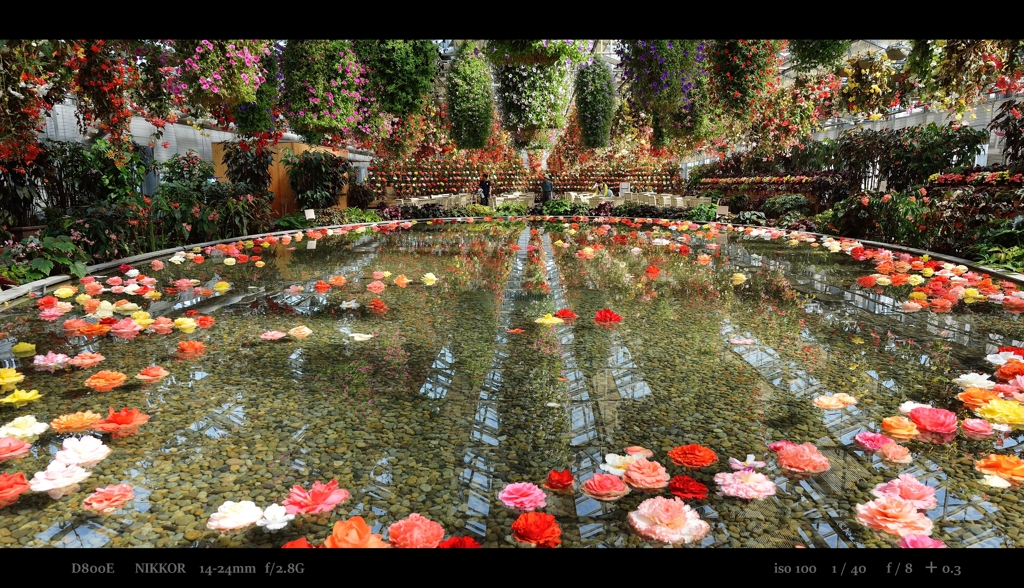 The flower garden.2