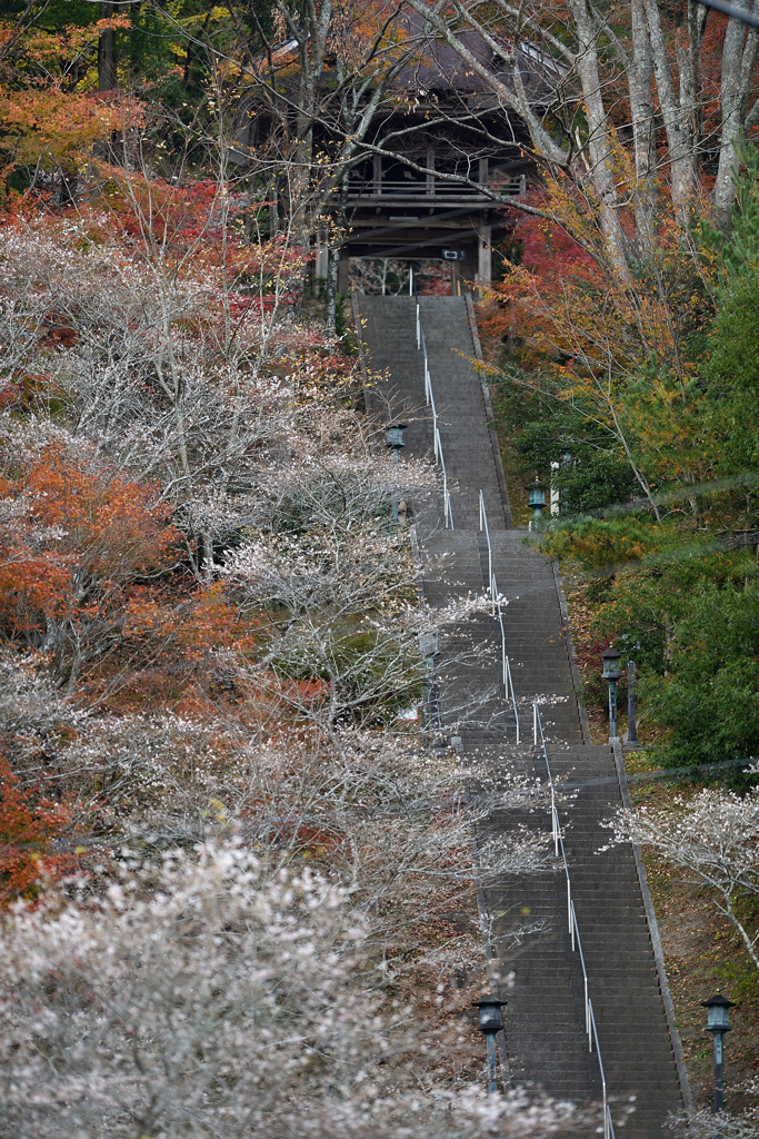 four-season cherry .