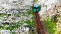 櫻 幻 列 車 .　7