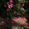 朽ち華.1