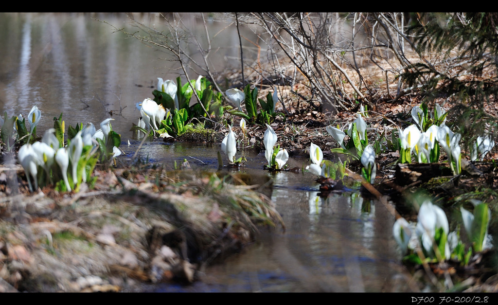 Lysichiton