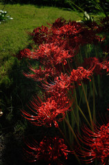 spider lily.4