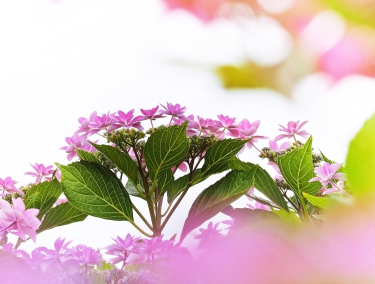 Seasonal flowers.5