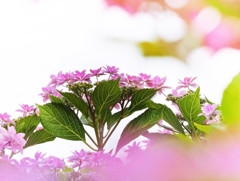 Seasonal flowers.5