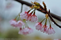 桜雨