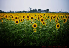 Sunflower.15