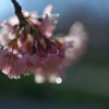 Teardrop.2