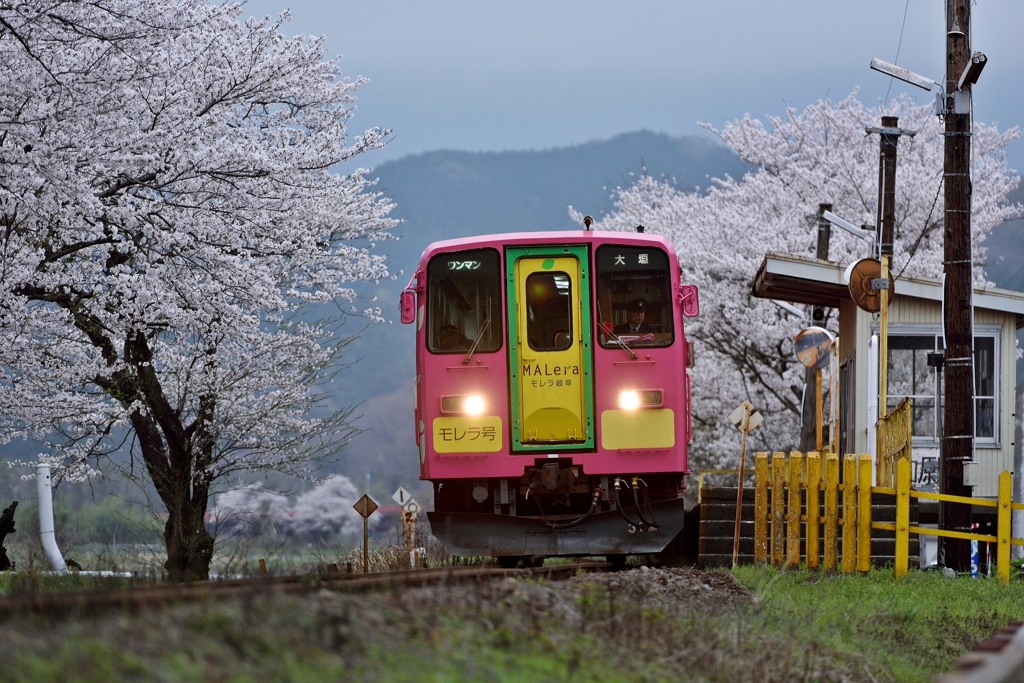 　　里　桜