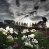 Dream Cosmos Field.12