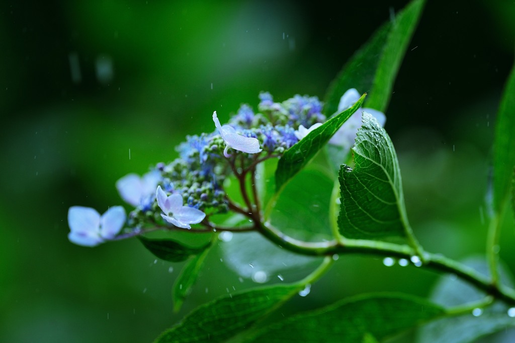 雨音