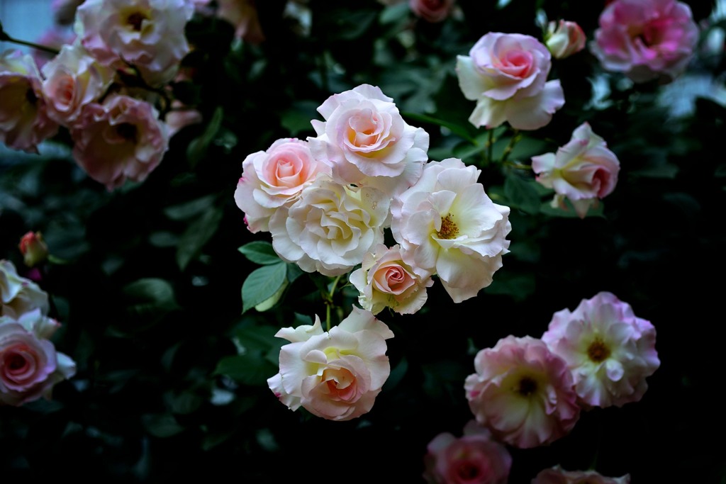 Rose Color.1