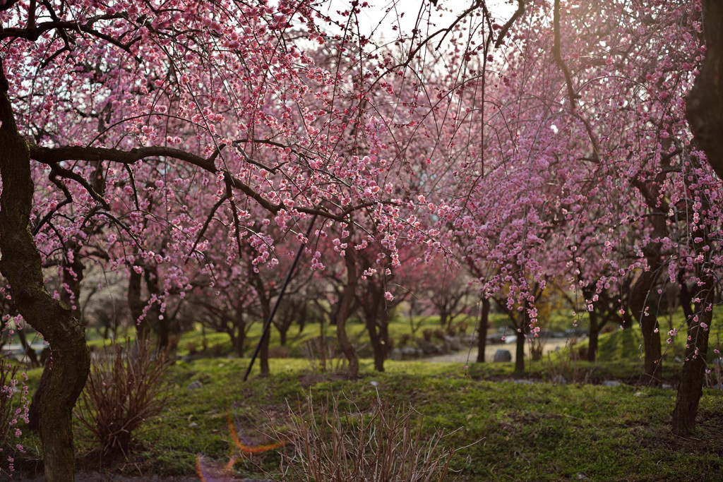 Last plum festival of this year.5