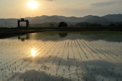 田園