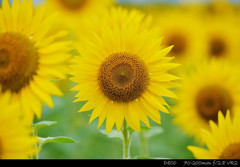 Sunflower.10