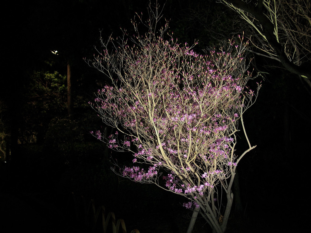 branch