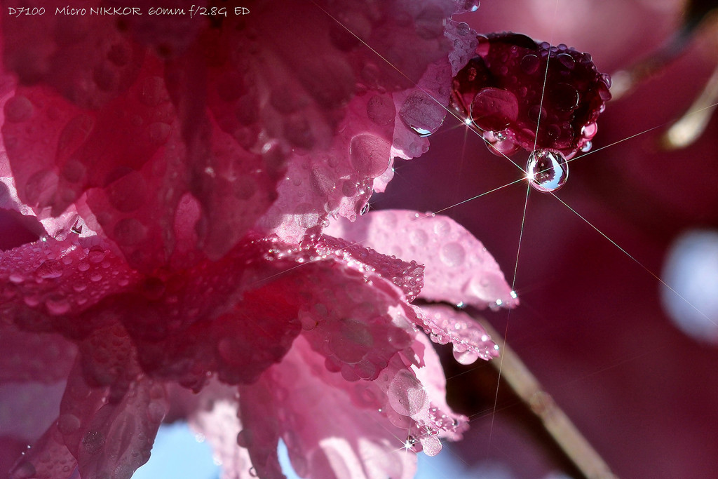 tear drops.Ｂ
