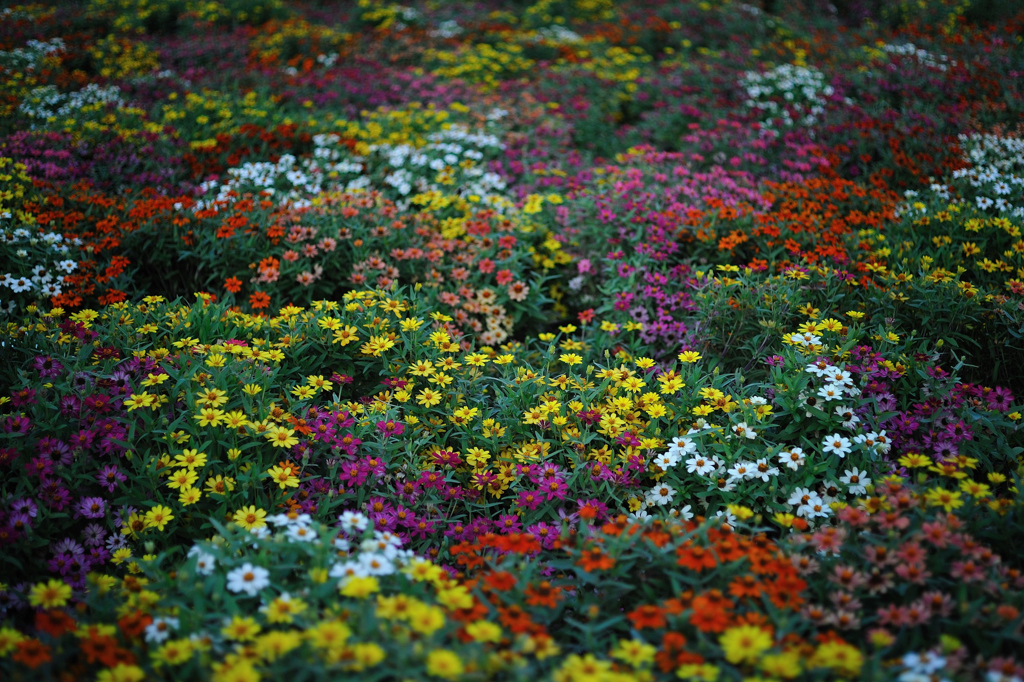 Dream Cosmos Field.7