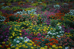 Dream Cosmos Field.7