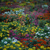 花畑