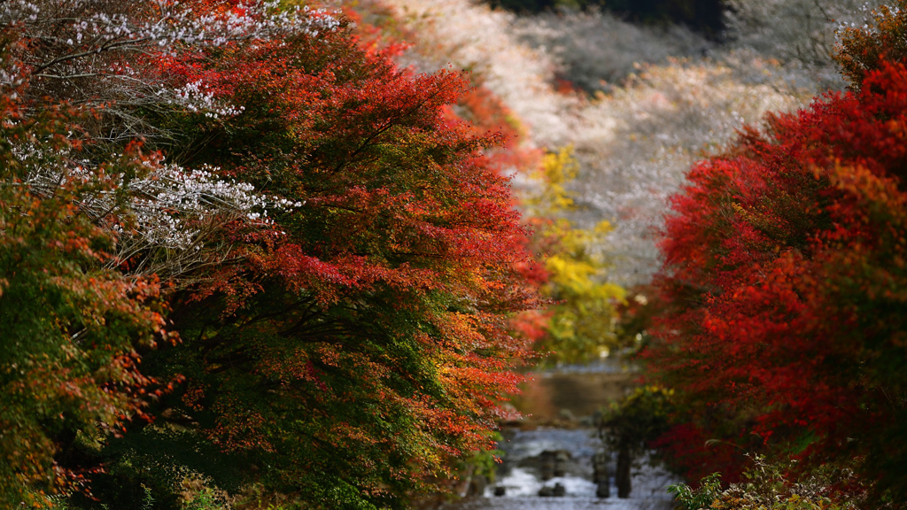   デ コ レ ー シ ョ ン .